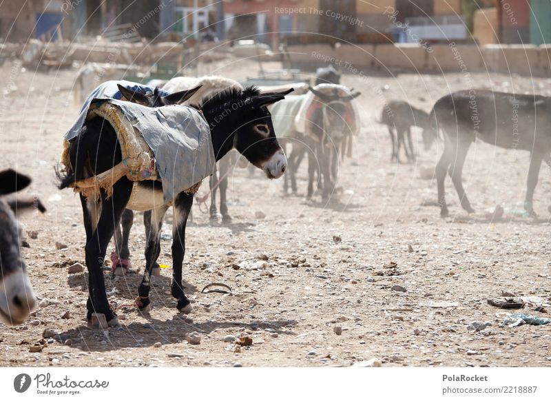 #A# Donkey market Art Esthetic Dog-ear Donkey foal Markets Arabia Near and Middle East Morocco Marrakesh Colour photo Subdued colour Exterior shot Deserted