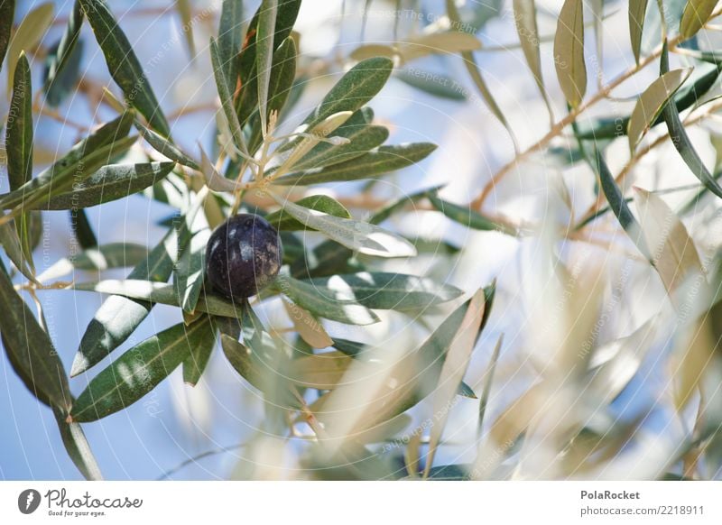#A# Olive Black Environment Nature Esthetic Climate Olive tree Olive oil Olive grove Olive leaf Olive harvest Ecological Organic produce Mediterranean