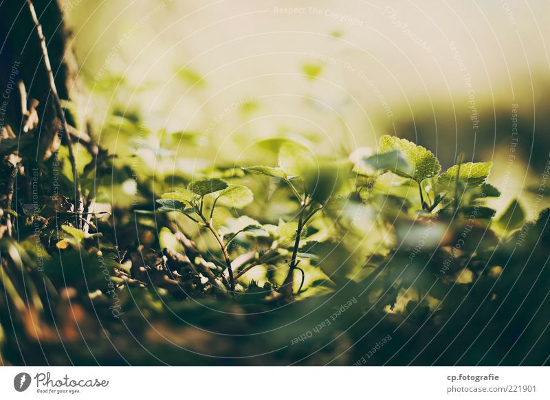The hollow Nature Plant Sunlight Spring Summer Beautiful weather Leaf Foliage plant Contentment Life Day Evening Shadow Contrast Sunbeam Shallow depth of field