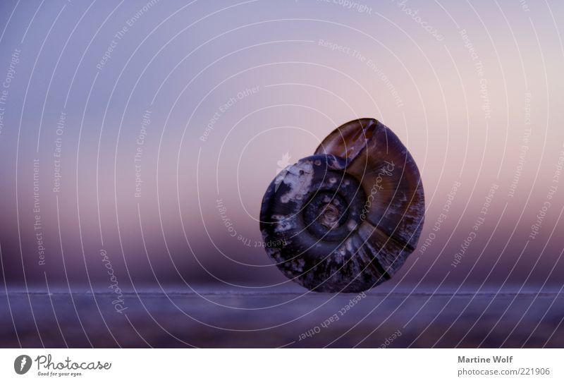 @ Nature Animal Snail Snail shell Living or residing Violet Protection Calm Safety retreat Balance Domicile Long shot Spiral Stand Colour photo Exterior shot