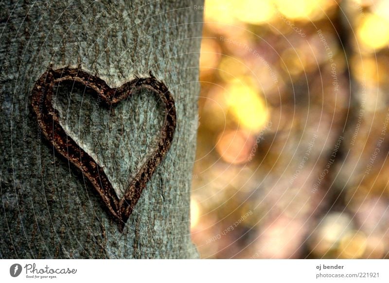 Heart in autumn Wood Emotions Happy Infatuation Romance Love Colour photo Exterior shot Deserted Evening Sunlight Blur Long shot Tree trunk Memory Heart-shaped