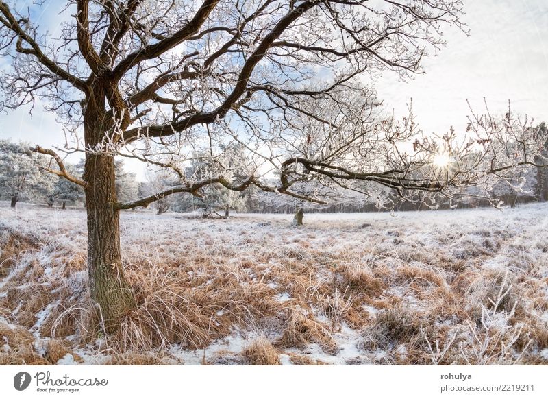 sunlight through oak tree branches in winter day Sun Winter Snow Nature Landscape Sky Sunrise Sunset Beautiful weather Ice Frost Tree Meadow Forest Bright White