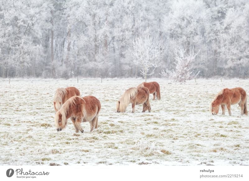 few pony grazing on snowy pasture in winter Winter Snow Nature Landscape Animal Weather Ice Frost Meadow Field Farm animal Horse To feed Small Cute Pony cold