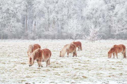 few pony grazing on snowy pasture in winter Winter Snow Nature Landscape Animal Weather Ice Frost Meadow Field Farm animal Horse To feed Small Cute Pony cold