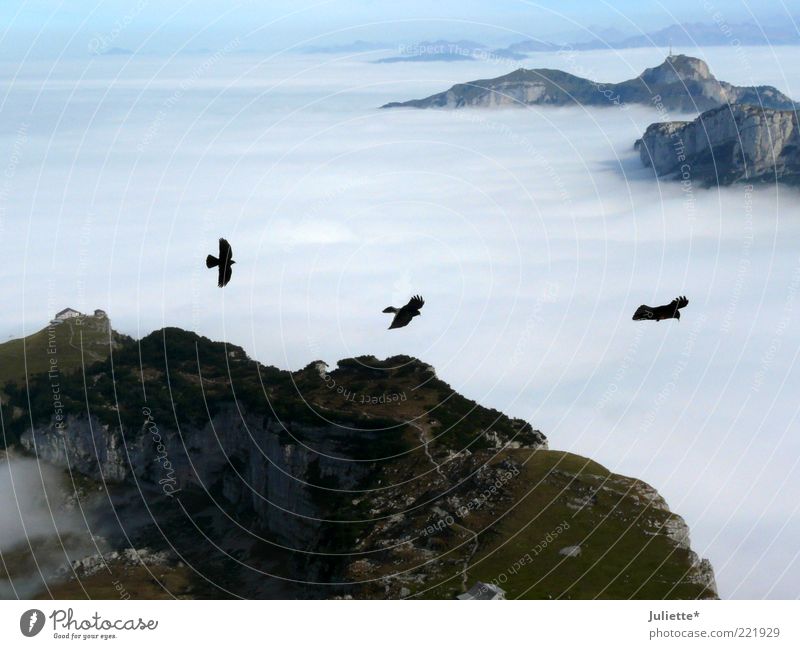 outlaw Nature Landscape Air Sky Clouds Horizon Autumn Weather Beautiful weather Fog Moss Alps Mountain Peak Animal Bird 3 Flock Pair of animals Moody Might Calm