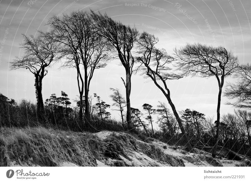 wind-growing Environment Nature Landscape Plant Elements Sand Air Climate Climate change Weather Wind Tree Coast Beach dune Calm Branchage Prerow Old Headstrong