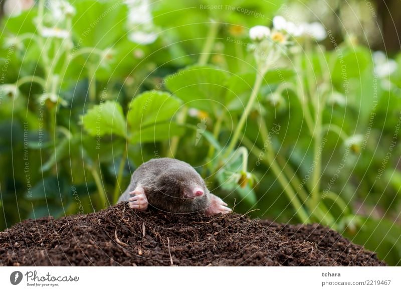 Mole in the garden Face - a Royalty Free Stock Photo from Photocase