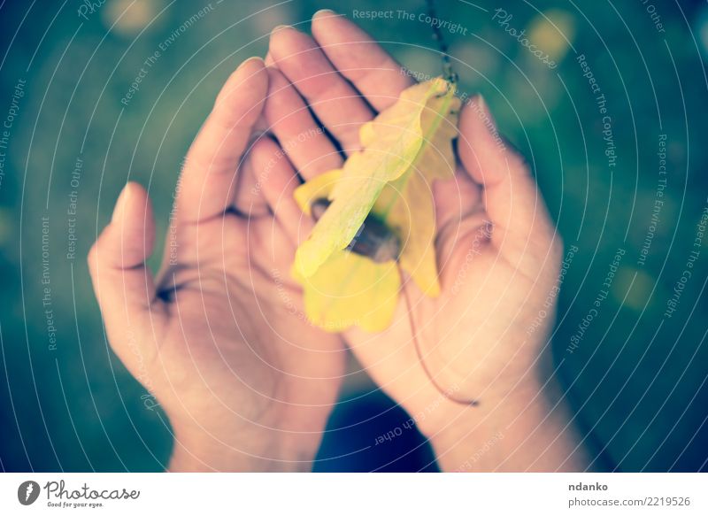 oak leaf and acorn in female hands Young woman Youth (Young adults) Body Arm 1 Human being 18 - 30 years Adults Nature Leaf Park Yellow Idyll Colour photo
