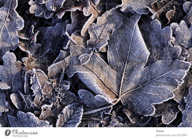 frozen leaves lying on the ground Nature Autumn Winter Ice Frost Leaf Cold Hoar frost Frozen ossified Autumn leaves Oak leaf Winter's day Pattern Rachis