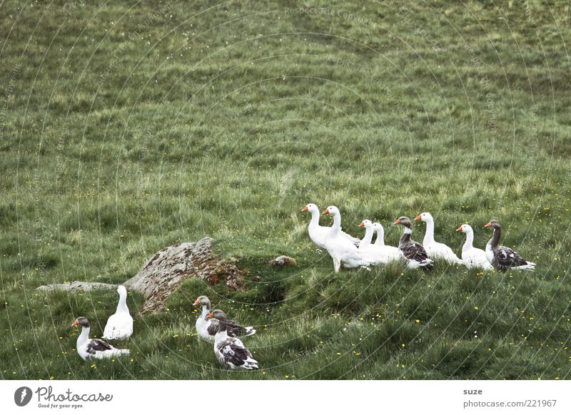 goose or not at all Environment Nature Animal Meadow Wild animal Bird Group of animals Free Small Curiosity Green Goose Country life Wild goose Colour photo