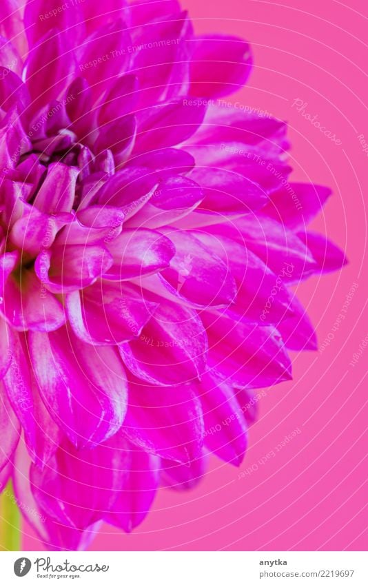 Macro image of the flower dahlia on pink background Herbs and spices Beautiful Nature Plant Flower Blossom Fresh Bright Natural Colour Dahlia Sunflower daisy