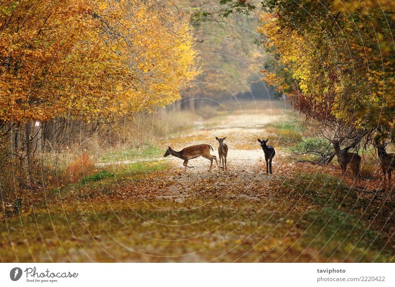 deers on rural road Beautiful Hunting Woman Adults Nature Landscape Animal Autumn Park Forest Street Lanes & trails Fur coat Herd Faded Natural Wild Brown