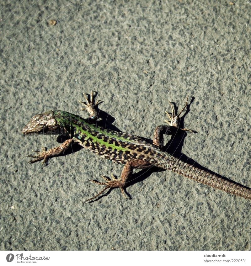 *.exe Animal Wild animal Scales Lizards Reptiles 1 Observe Saurians Pattern Concrete Sunbathing Tails Animal foot Green Colour photo Detail Copy Space top