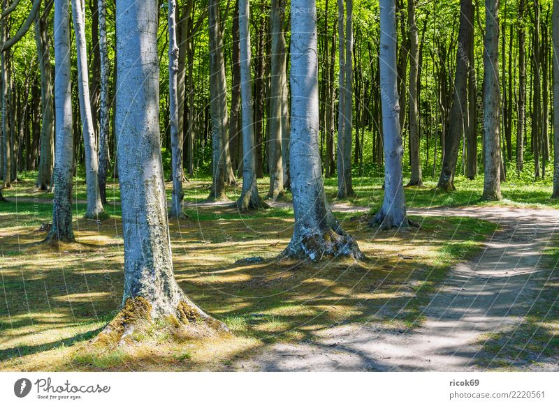 The ghost forest in Nienhagen Relaxation Vacation & Travel Tourism Nature Landscape Tree Forest Lanes & trails Green Romance Idyll Environment coastal forest
