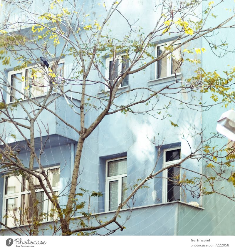 November sun Tree House (Residential Structure) Building Facade Balcony Window Bright Patch of light Turquoise Istanbul Turkey cihangir Colour photo