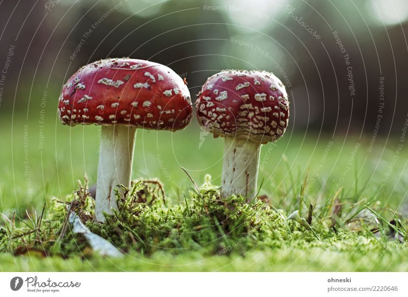 mushrooms Environment Nature Autumn Meadow Red Poison Intoxicant Amanita mushroom Mushroom Colour photo Exterior shot Copy Space right Copy Space top
