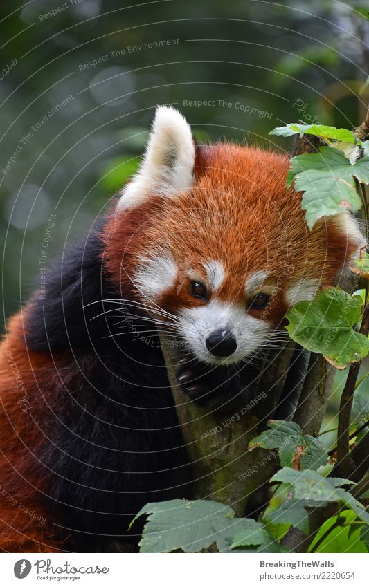 Close up portrait of red panda on tree - a Royalty Free Stock Photo from  Photocase