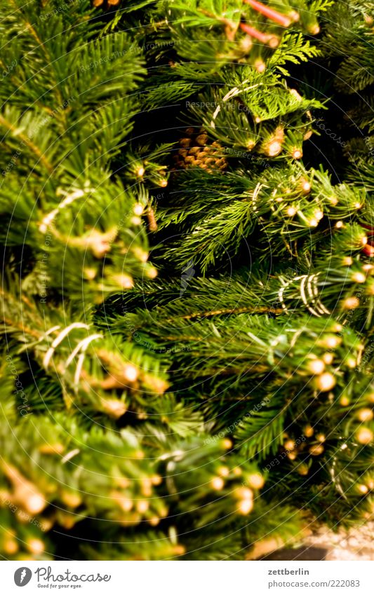 fir green Winter Plant Wood To dry up Fir branch Fir tree Christmas decoration Decoration Christmas wreath Spruce Bundle bundled Colour photo Detail