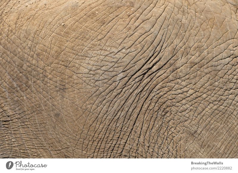 Elephant skin texture background close up Animal Wild animal 1 Brown Gray Consistency Background picture Pattern wildlife African Nature Mammal Side Zoology