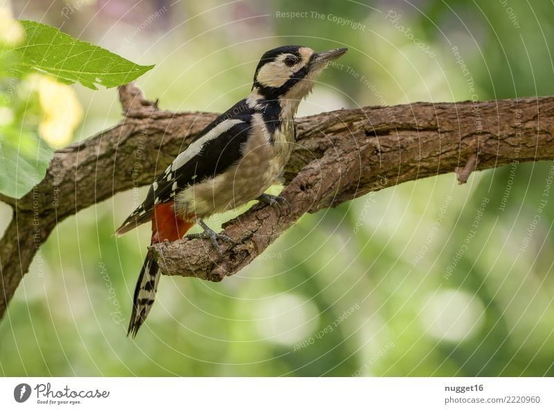 great spotted woodpecker Environment Nature Plant Animal Sunlight Spring Summer Autumn Beautiful weather Tree Branch Garden Park Meadow Forest Wild animal Bird