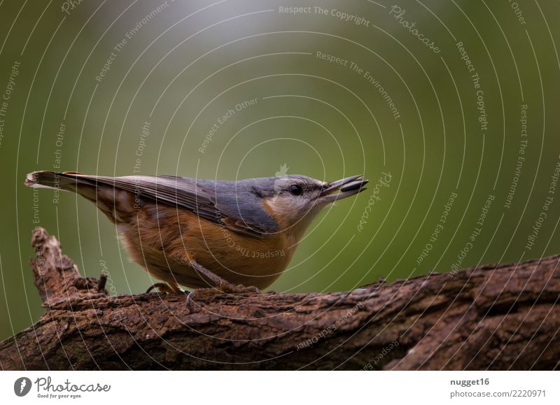 nuthatch Environment Nature Animal Spring Summer Autumn Beautiful weather Tree Garden Park Forest Wild animal Bird Animal face Wing Claw Eurasian nuthatch 1