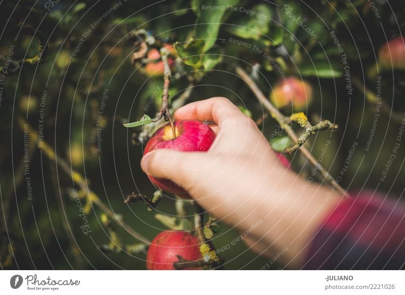 Close up of hands picking apple Food Fruit Apple Lifestyle Healthy Healthy Eating Environment Nature Plant Earth Tree Garden Park Diet Seasonal farm worker