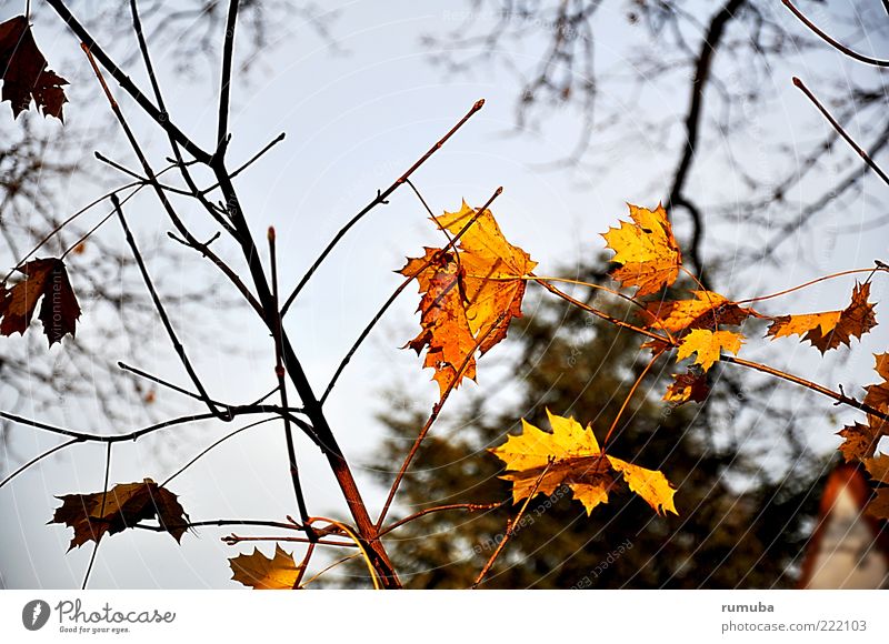 Autumn melancholy Nature Sky Beautiful weather Faded Blue Yellow Humble Branch Leaf Colour photo Exterior shot Twig Autumnal colours Deserted Worm's-eye view