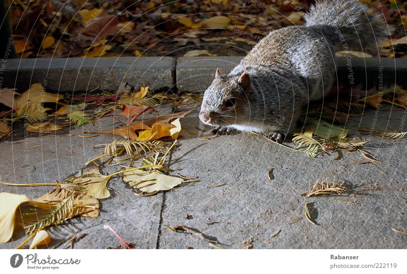 Rat or what? Nature Animal Wild animal Pelt Claw 1 Crouch Fat Authentic Brash Gray Love of animals Appetite Stress Timidity Squirrel Colour photo Exterior shot