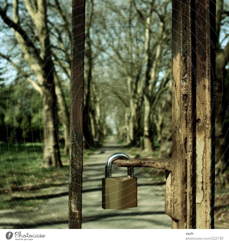 closed Nature Tree Park Meadow Gate Lanes & trails Padlock Steel Lock Old Mysterious Calm Rust Exterior shot Deserted Day Long shot Closed Barrier Promenade