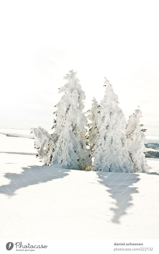 recently at the Feldberg Winter Snow Environment Nature Landscape Climate Beautiful weather Ice Frost Tree Hill Bright White Fir tree Black Forest
