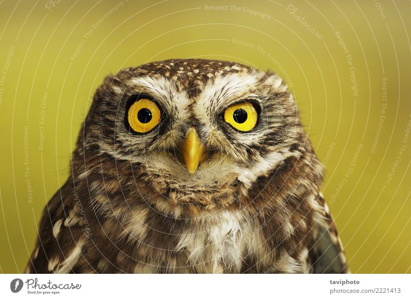 portrait of little owl Beautiful Face Nature Landscape Animal Forest Bird Small Cute Wild Brown Yellow Green Wisdom Colour athene noctua Owl wise colorful