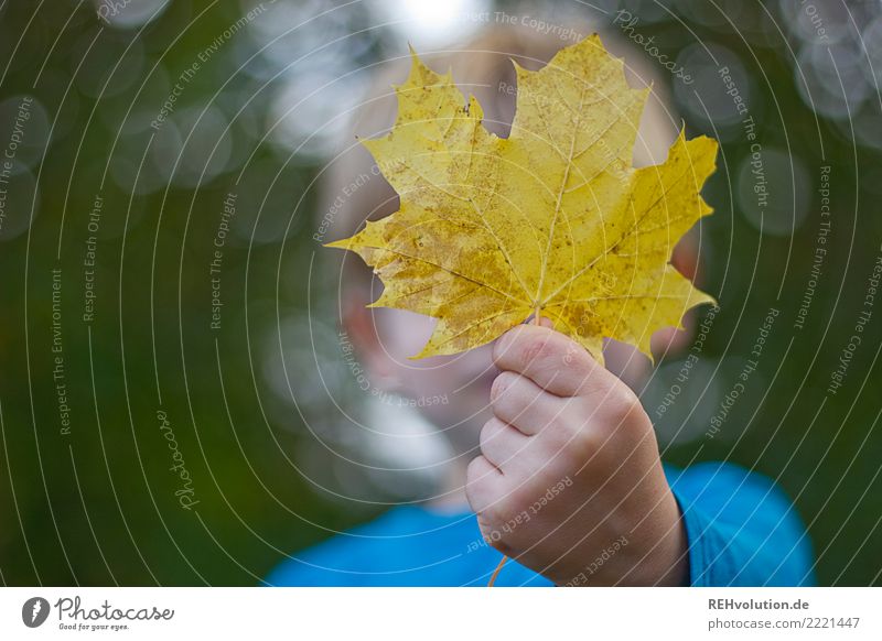 Child holding autumn leaf in hand Upper body Autumn leaves Leaf Nature Environment Infancy To hold on naturally Transience Happy Exterior shot Change