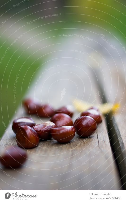 chestnuts Environment Nature Autumn Chestnut tree Lie Glittering Brown Wood Many Collection Colour photo Exterior shot Close-up Copy Space top Day Blur