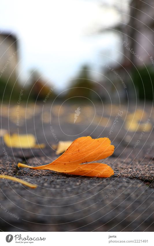 on the ground Autumn Leaf Town Street Lanes & trails Lie Natural Emotions Nature Paving stone Colour photo Exterior shot Close-up Deserted Copy Space top