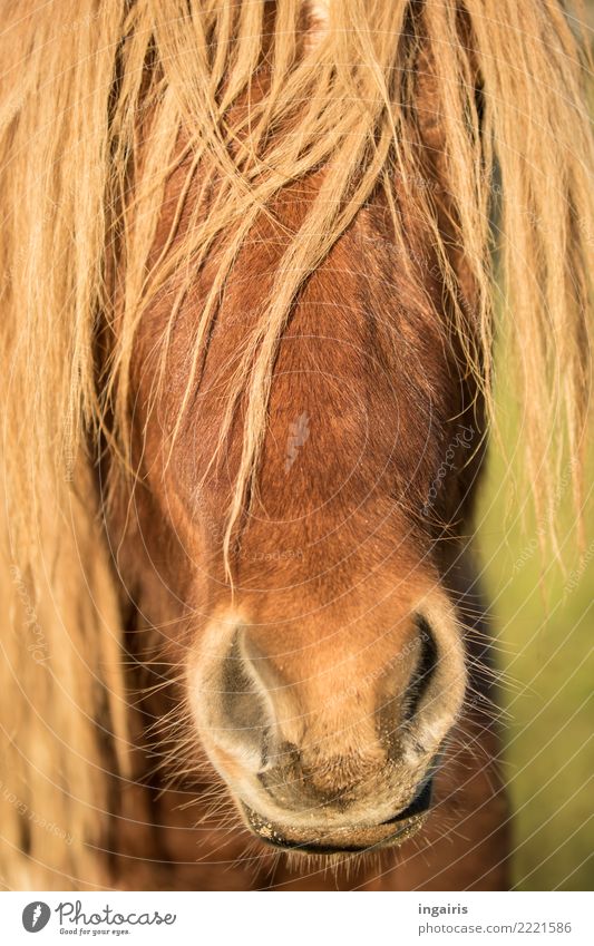 Pony one way or the other Nature Animal Summer Farm animal Horse Animal face Iceland Pony 1 Looking Friendliness Bright Beautiful Wild Moody Contentment Trust