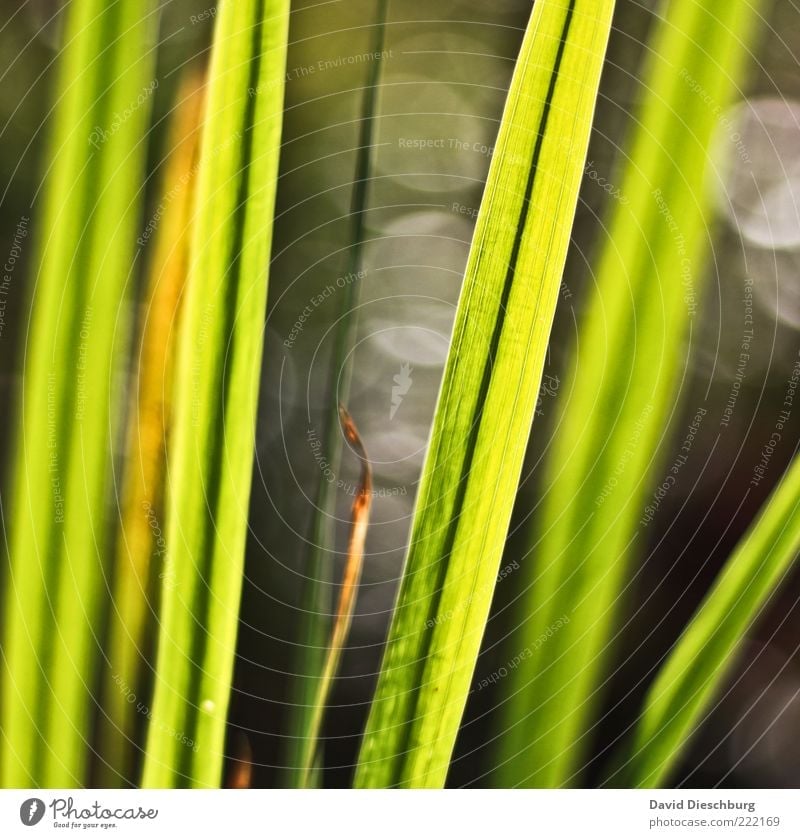 Meadow in back light Nature Plant Grass Foliage plant Gray Blade of grass Line Bright Dark Bright green Circle Summery Depth of field Warm colour Warm light