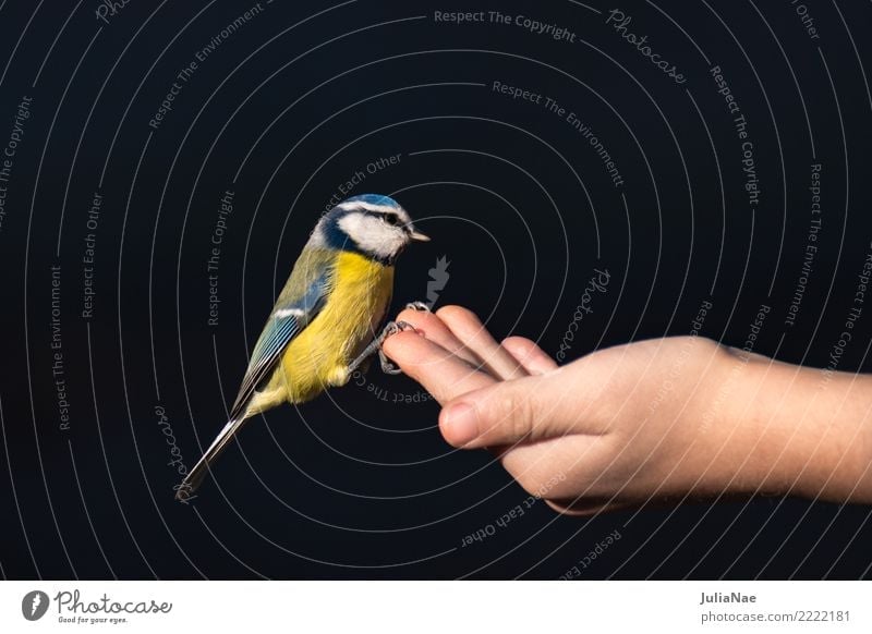 Blue tit sits on a hand with lining Winter Hand Nature Animal Wild animal Bird Flying Feeding Tit mouse Songbirds Beak Feather Landing wildlife Colour photo
