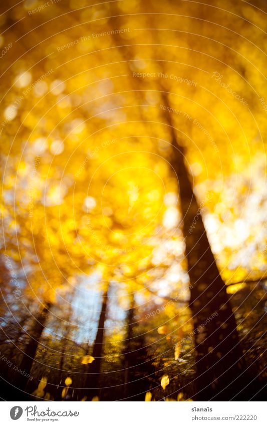 golden section Environment Nature Plant Autumn Forest Illuminate Autumn leaves Autumnal Autumnal colours Gold Golden yellow Tree Tree trunk Treetop Limp