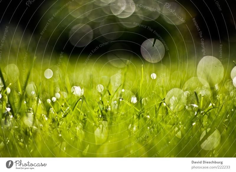 drop panorama Nature Plant Water Drops of water Summer Beautiful weather Grass Meadow Green Dew Wet Damp Circle Growth Glare effect Glittering Fresh