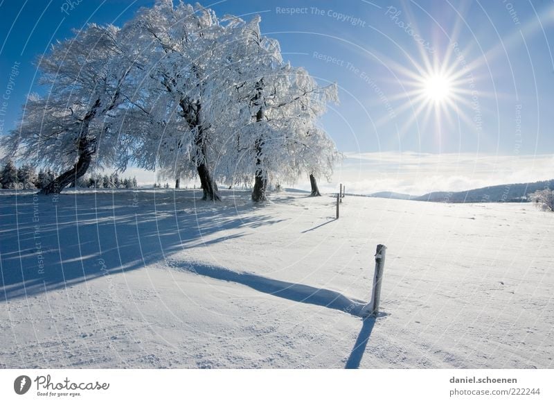 ;-) Vacation & Travel Winter Snow Winter vacation Mountain Environment Nature Landscape Cloudless sky Climate Beautiful weather Ice Frost Tree Hill Bright Blue