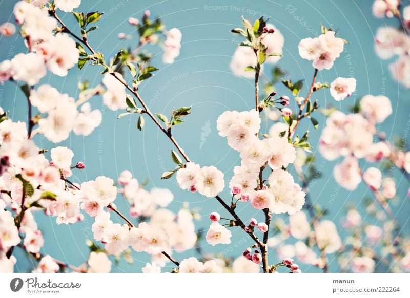 Japanese style Nature Cloudless sky Spring Leaf Blossom Cherry blossom Ornamental cherry Spring colours Spring fever Blossoming Fragrance Authentic Fantastic