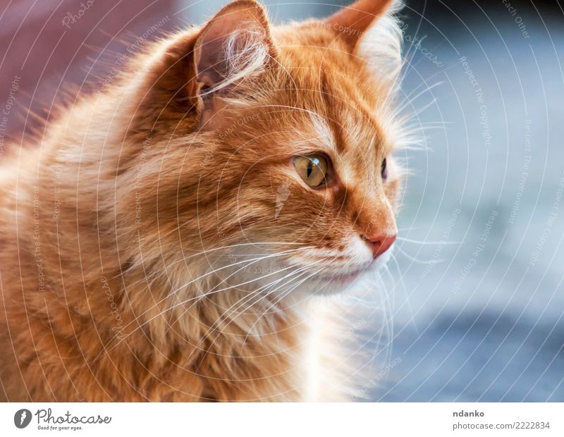 portrait of a red cat Joy Nature Animal Pet Cat 1 Funny Cute Red Love of animals Serene background orange young pretty Posture Domestic Mammal Delightful