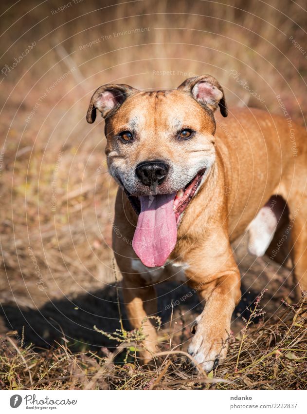 redhead American pit bull Joy Happy Vacation & Travel Summer Nature Animal Grass Pet Dog 1 Smiling Funny Natural Cute Brown Red Grimace cheerful running walking