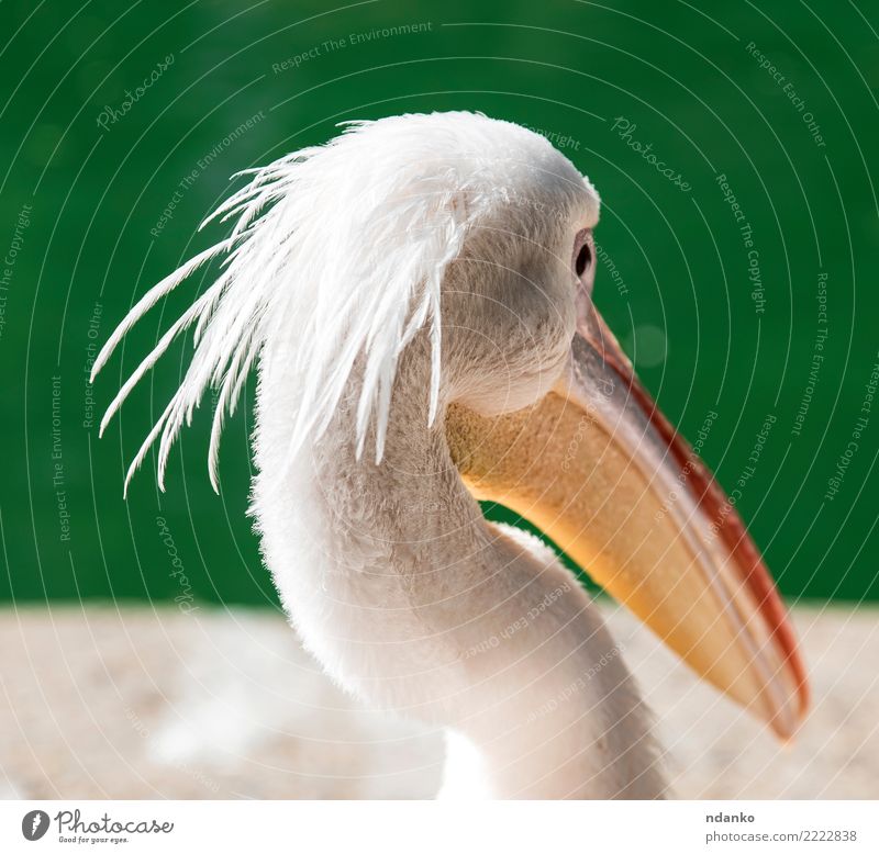 portrait of a white pelican Summer Nature Animal Park Pond Lake Bird 1 Wild Green White Pelican head one Great Beauty Photography background water eye wildlife