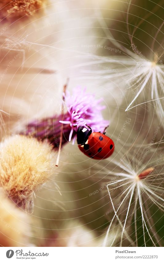 ladybugs Lifestyle Happy Vacation & Travel Tourism Garden Environment Nature Summer Flower Park Meadow Animal Beetle 1 Esthetic Red Beautiful Ladybird