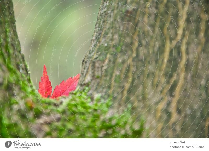 Hide-and-seek ;-) Nature Plant Autumn Tree Leaf Brown Green Red Beautiful Surprise Transience Maple leaf Moss Tree bark Hiding place Colour photo Exterior shot