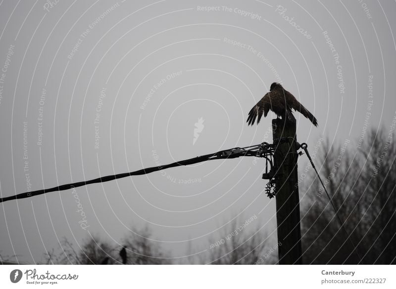 Buzzard under Current Animal Autumn Bad weather Bird Wing 1 Crouch Wait Tall Gloomy Gray Black Watchfulness Calm Pride Subdued colour Exterior shot