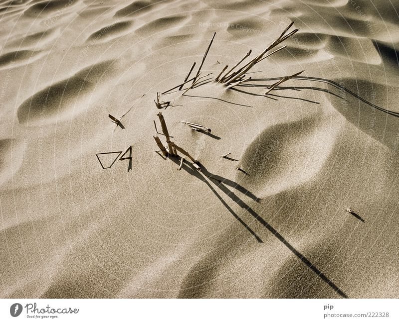 stalk direction Environment Nature Sand Summer Stalk Blade of grass Common Reed Hot Dry Warmth Brown Gray Transience Beach dune Marram grass Shriveled Withered