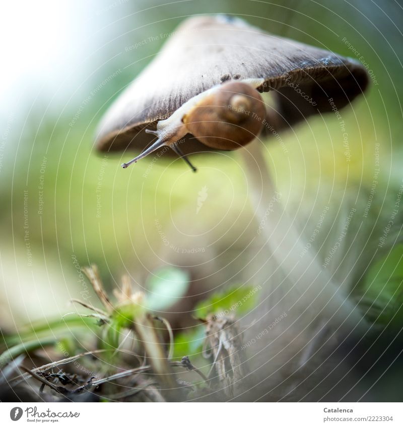 Around; the snail draws its circles on the mushroom hat Nature Plant Animal Autumn Grass Leaf Mushroom Weed Meadow Forest Crumpet 1 Hang Hiking Glittering