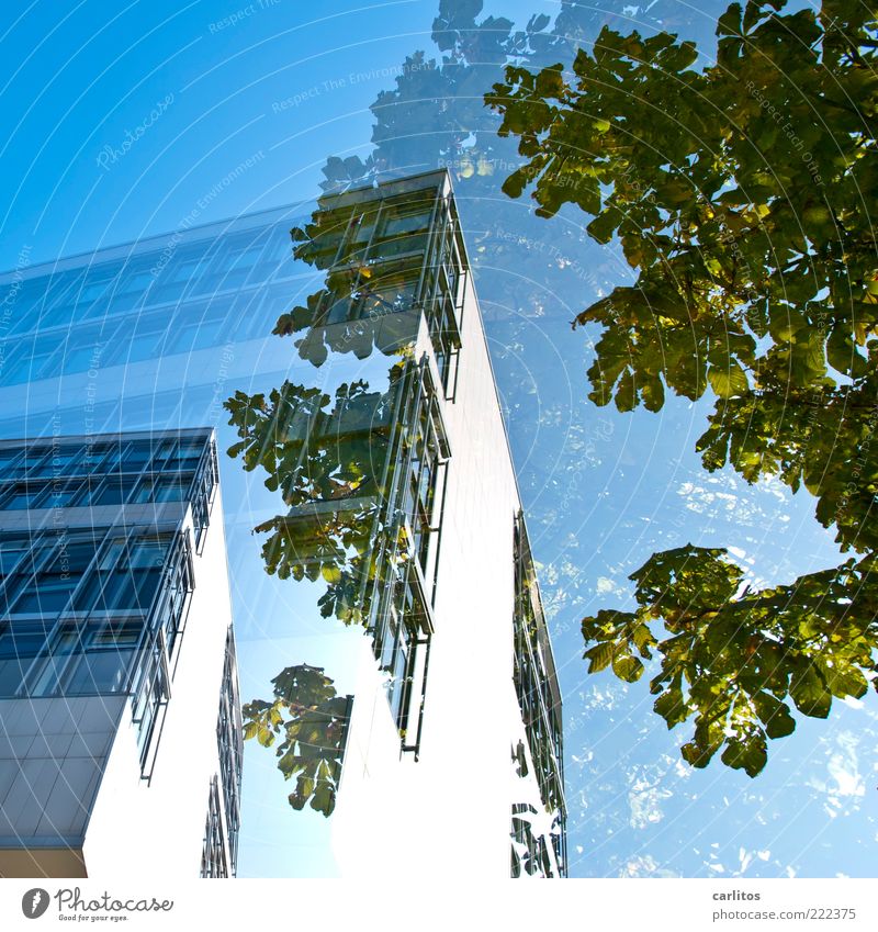 semi Cloudless sky Esthetic House (Residential Structure) Office building Window Facade Cladding Tree Green Blue Double exposure Corner Worm's-eye view White